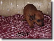 German Pinscher