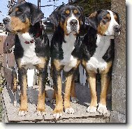 Grosser Schweizer Sennenhund