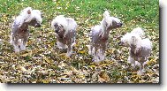 Chinese Crested Dog