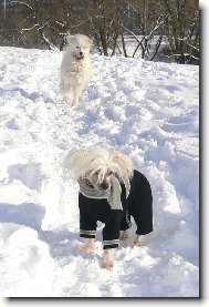 Chinese Crested Dog