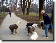 Old english sheepdog \(bobtail\) \(Dog standard\)