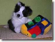 Border Collie