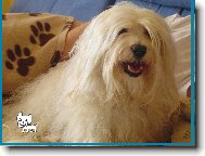 Bichon Havanais, Havanese