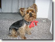 Jorkšírský terier, Yorkshire Terrier,