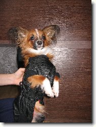 Chihuahua