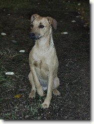 Patterdale Terrier