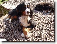 Berner Sennenhund