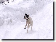 English Pointer