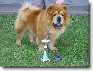 Chow Chow