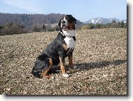 Grosser Schweizer Sennenhund