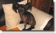 Chinese Crested Dog