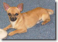 Chihuahua