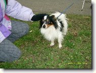 Papillon