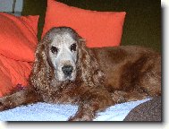 English Cocker Spaniel