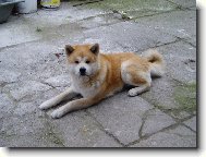 Japanese Akita