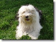 Old english sheepdog \(bobtail\) \(Dog standard\)