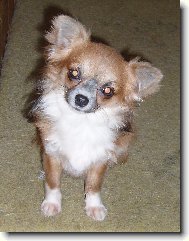 Chihuahua