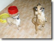 Chihuahua