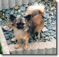 Chihuahua