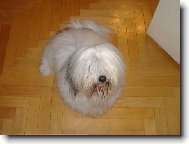 Coton de Tulear