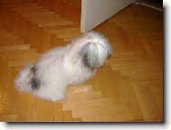 Coton de Tulear