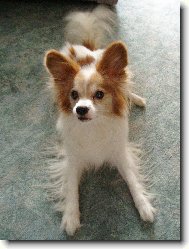 Papillon