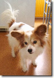 Papillon
