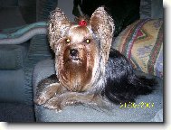 Jorkšírský terier, Yorkshire Terrier,