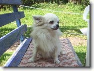 Chihuahua