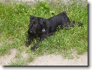 Zwergschnauzer, Miniature Schnauzer