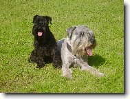 Schnauzer