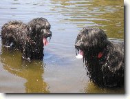 Briard