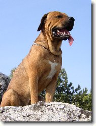 Tosa Inu, Japanese Fighting Dog