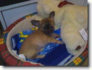 Chihuahua