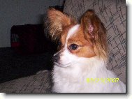 Papillon