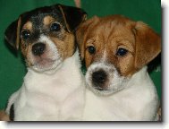 Jack Russell Terrier