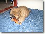 Chow Chow