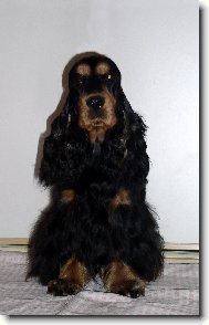 English Cocker Spaniel