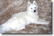 Samoyed \(Dog standard\)