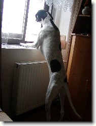 English Pointer