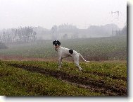 English Pointer
