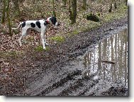 English Pointer