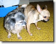 Chihuahua