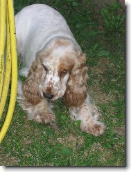 English Cocker Spaniel