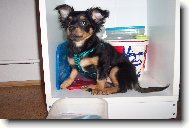 Chihuahua