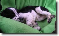 English Springer Spaniel