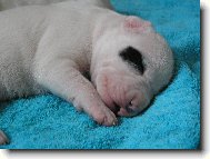 Dogo Argentino