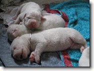 Dogo Argentino