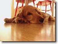 English Cocker Spaniel