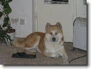 Japanese Akita